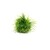 Dennerle Eriocaulon cinereum In-Vitro