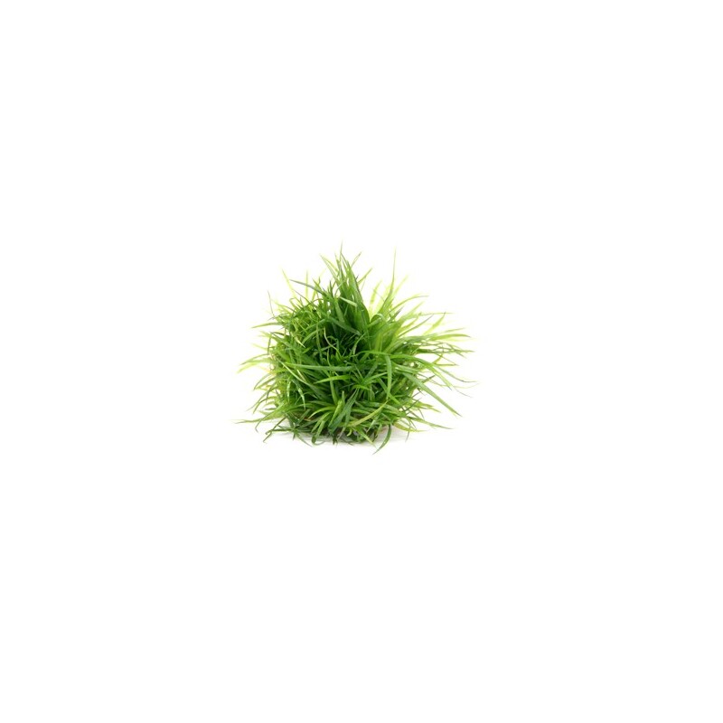 Dennerle Eriocaulon cinereum In-Vitro