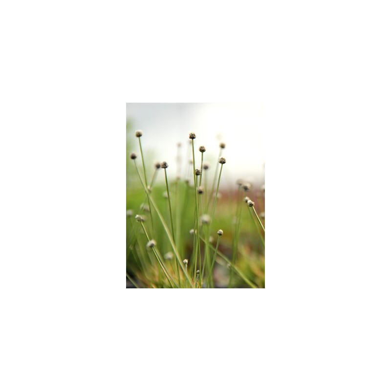 Dennerle Eriocaulon cinereum In-Vitro