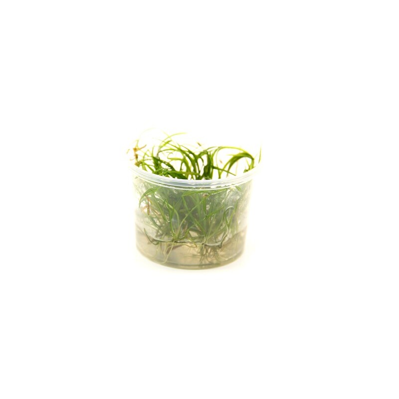 Dennerle Helanthium tenellum ´Red´ In-Vitro