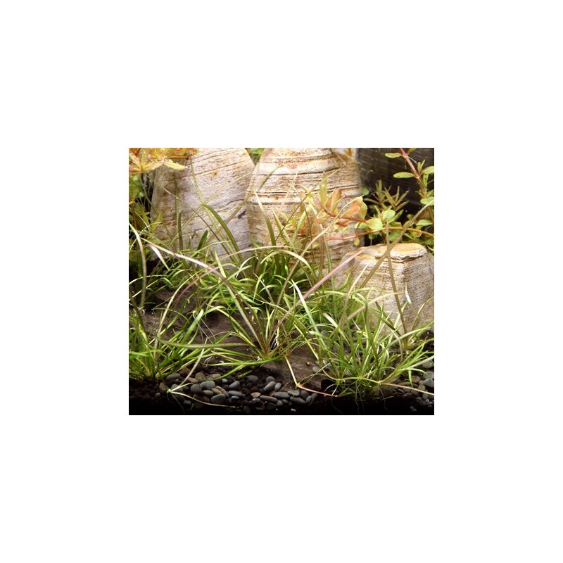 Dennerle Helanthium tenellum ´Red´ In-Vitro