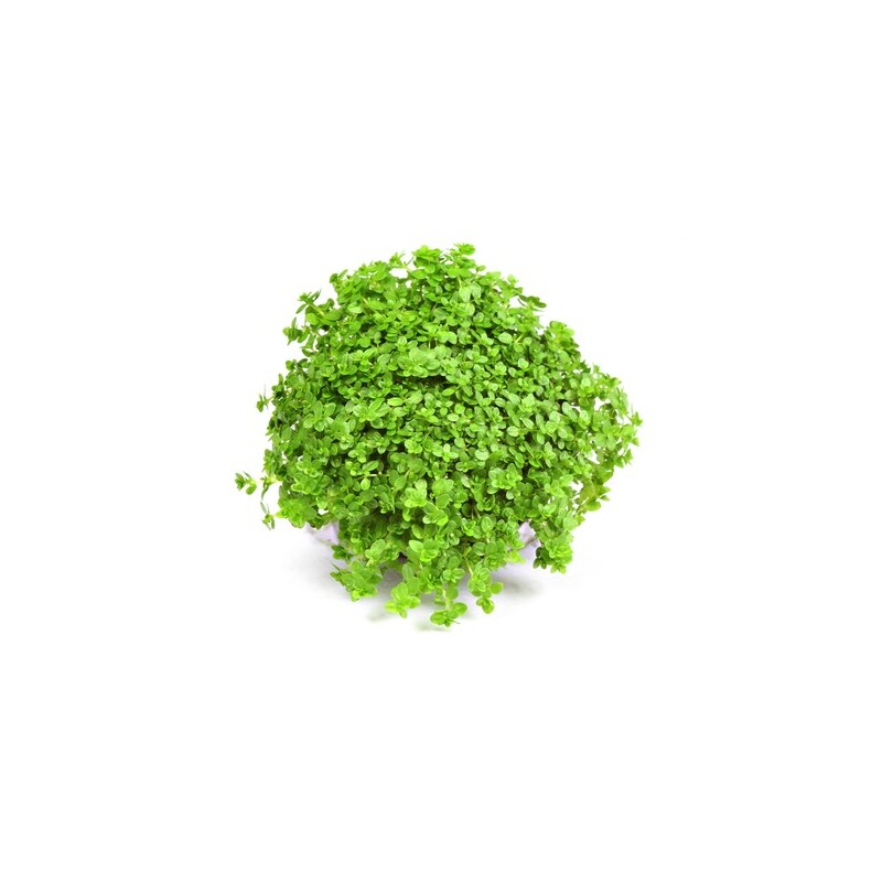Dennerle Hemianthus callitrichoides Cuba In-Vitro