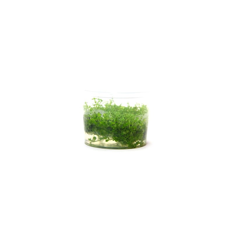Dennerle Hemianthus callitrichoides Cuba In-Vitro
