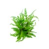 Dennerle Hygrophila pinnatifida In-Vitro  