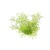 Dennerle Ludwigia arcuata In-Vitro