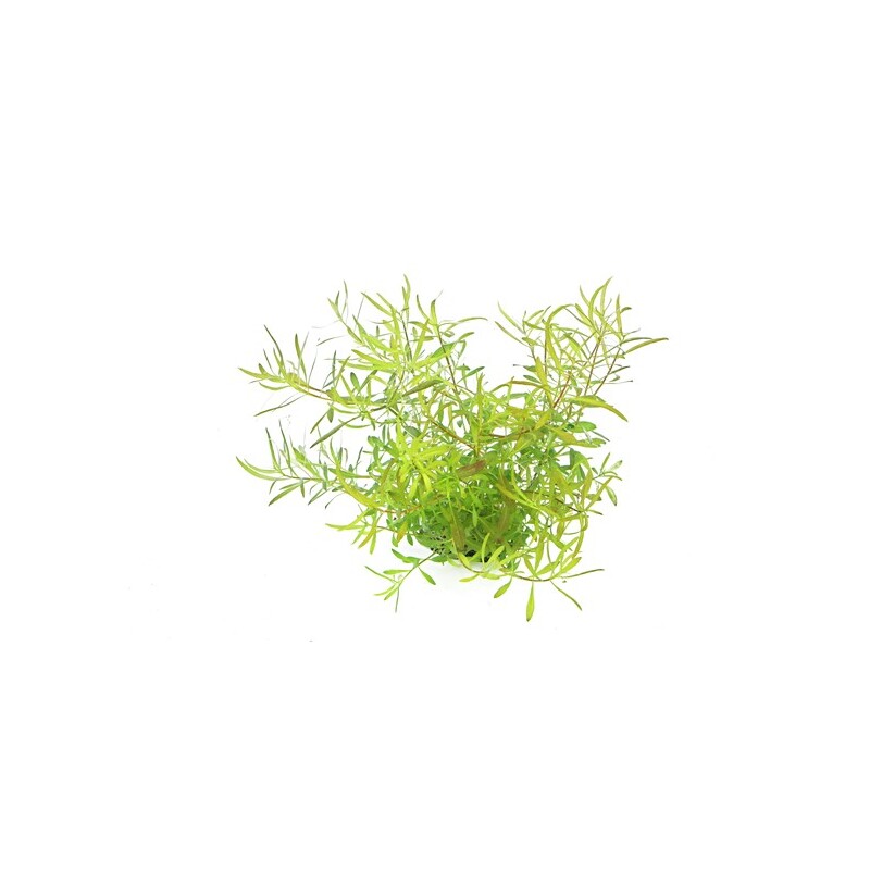 Dennerle Ludwigia arcuata In-Vitro