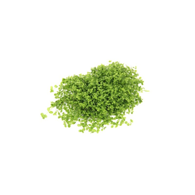 Dennerle Micranthemum tweediei In-Vitro