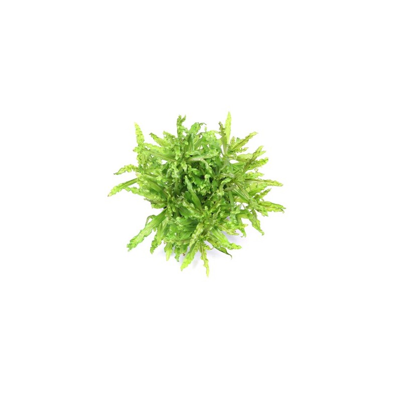 Dennerle Pogostemon helferi In-Vitro 
