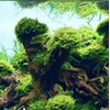 Dennerle Riccardia chamedryfolia In-Vitro 