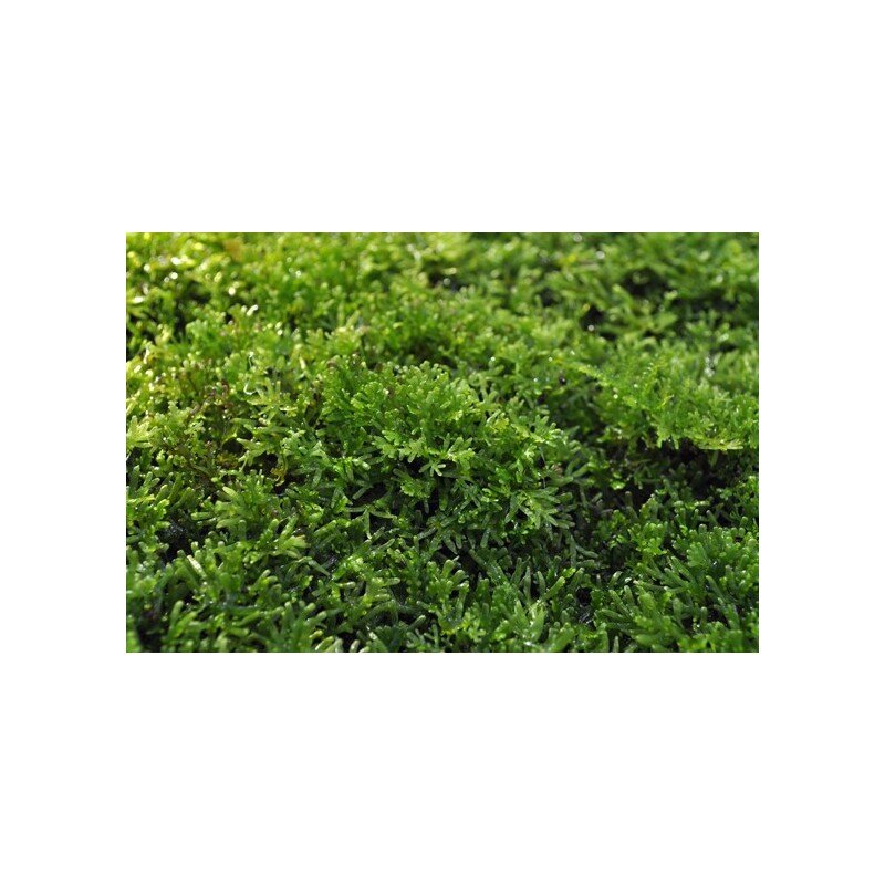 Dennerle Riccardia chamedryfolia In-Vitro 