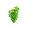 Dennerle Rotala indica In-Vitro