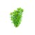 Dennerle Rotala indica In-Vitro