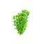 Dennerle Rotala indica In-Vitro