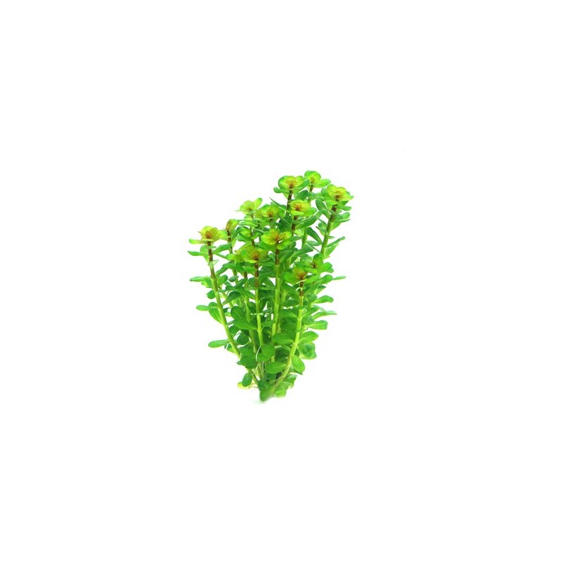 Dennerle Rotala indica In-Vitro