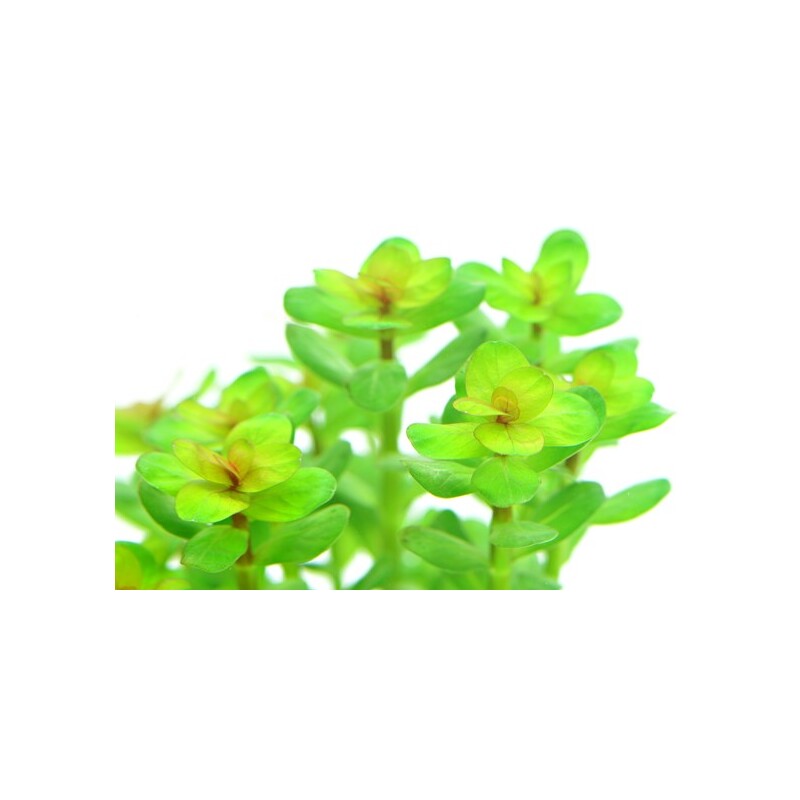 Dennerle Rotala indica In-Vitro