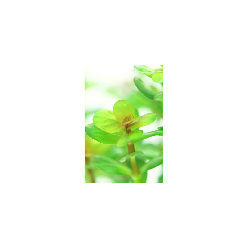 Dennerle Rotala indica In-Vitro