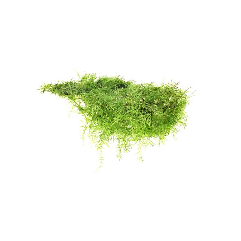 Dennerle Taxiphyllum barbieri In-Vitro