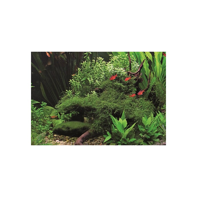 Dennerle Taxiphyllum barbieri In-Vitro