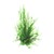 Dennerle Taxiphyllum spec. Flammenmoos In-Vitro