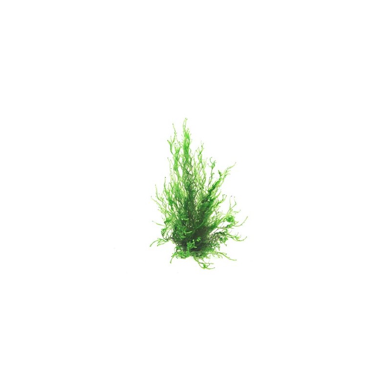 Dennerle Taxiphyllum spec. Flammenmoos In-Vitro