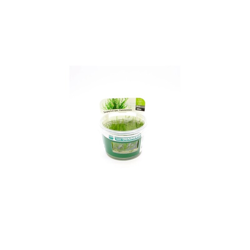 Dennerle Taxiphyllum spec. Flammenmoos In-Vitro