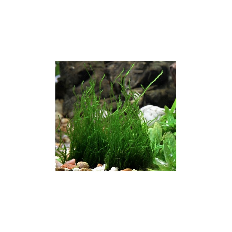Dennerle Taxiphyllum spec. Flammenmoos In-Vitro