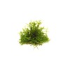 Dennerle Vesicularia ferriei In-Vitro