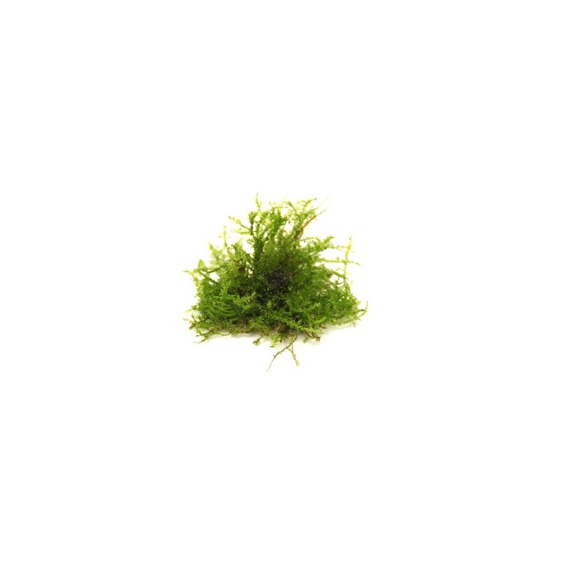Dennerle Vesicularia ferriei In-Vitro