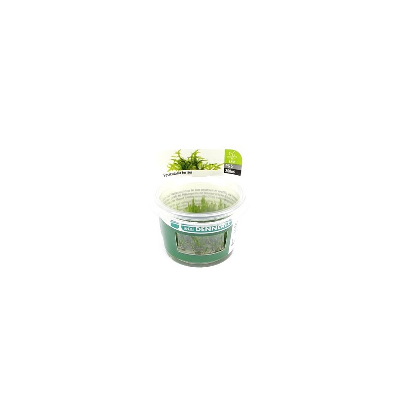 Dennerle Vesicularia ferriei In-Vitro