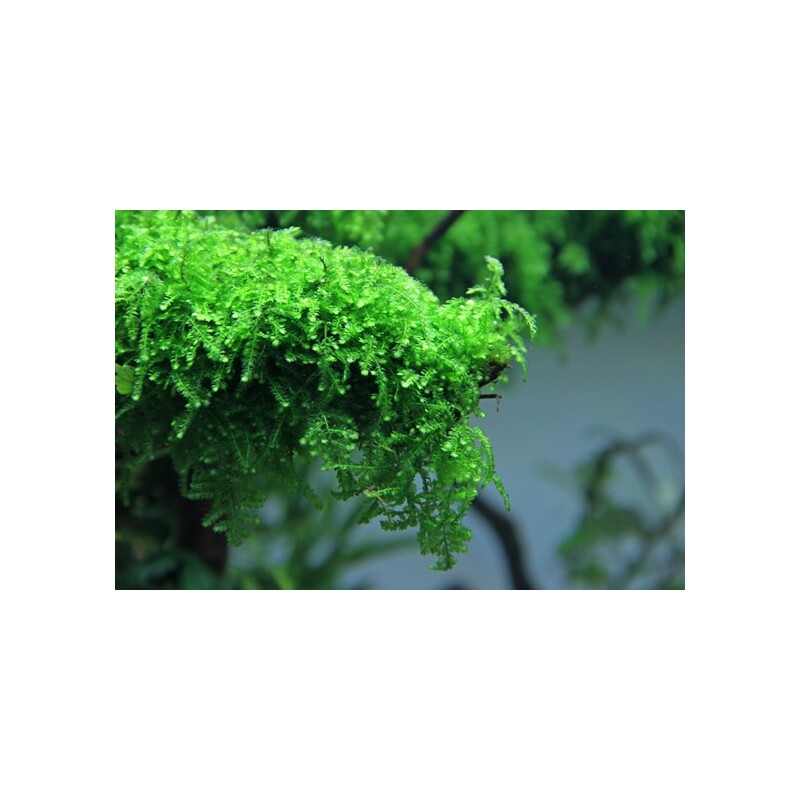 Dennerle Vesicularia ferriei In-Vitro