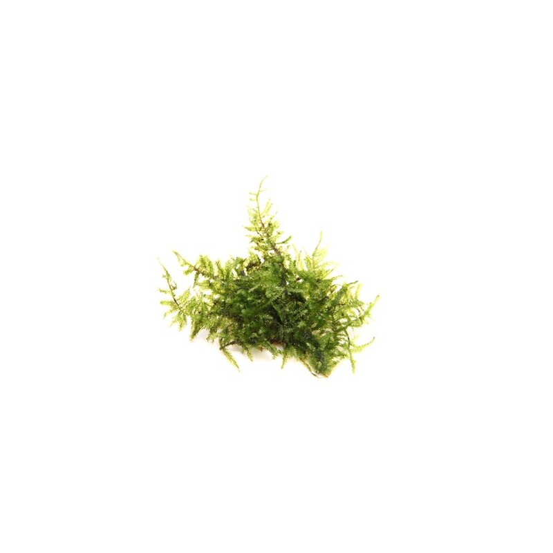 Dennerle Vesicularia montagnei In-Vitro