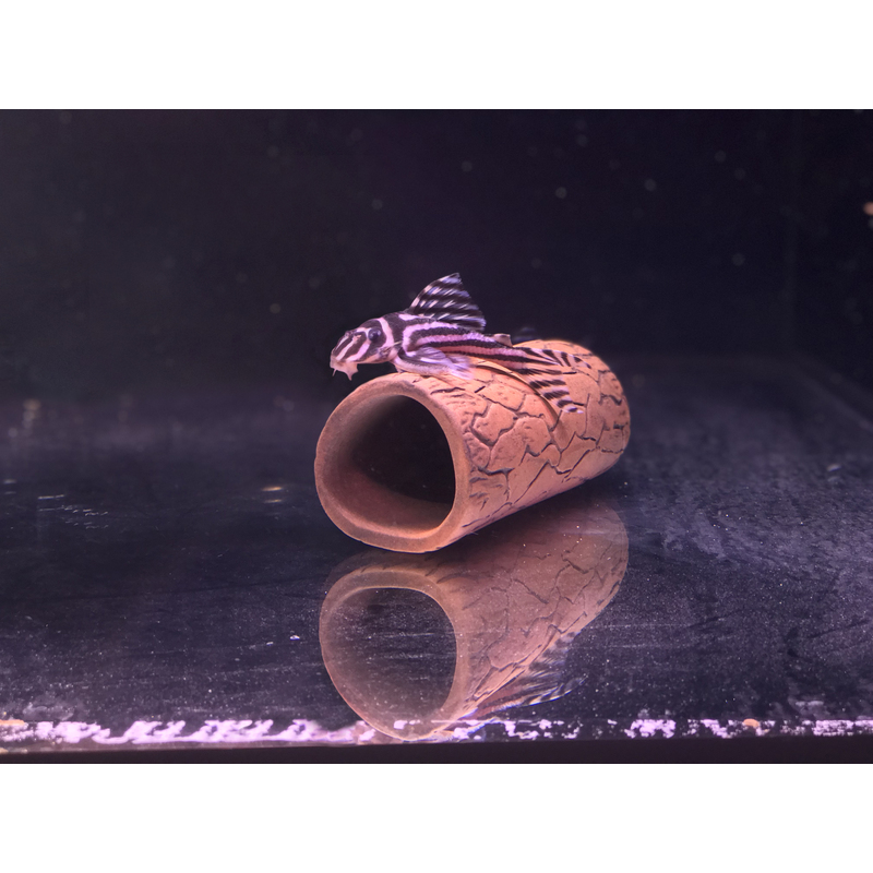 Pleco cave M