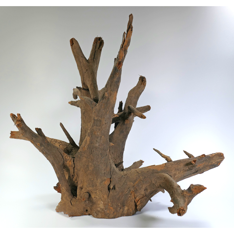 Kořen Corbo M 40-50 cm