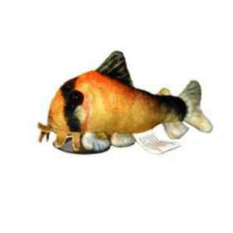 Plyšák Matea corydoras
