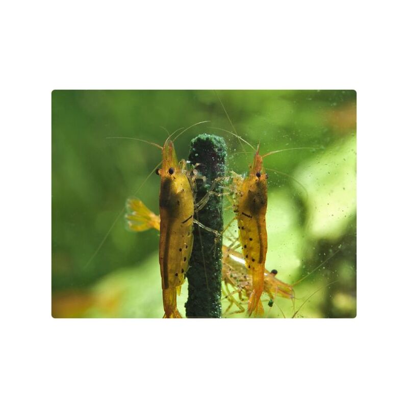 GlasGarten – Shrimp Lollies – Řasové tyčinky 8 ks