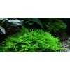 Tropica Taxiphyllum 'Spiky' 1-2 Grow!