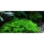 Tropica Taxiphyllum 'Spiky' 1-2 Grow!