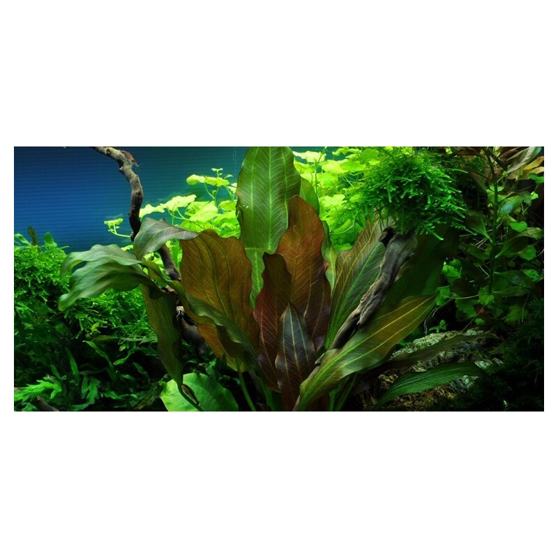 Echinodorus 'Reni' v blistru