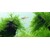 Tropica Taxiphyllum barbieri 1-2 Grow!