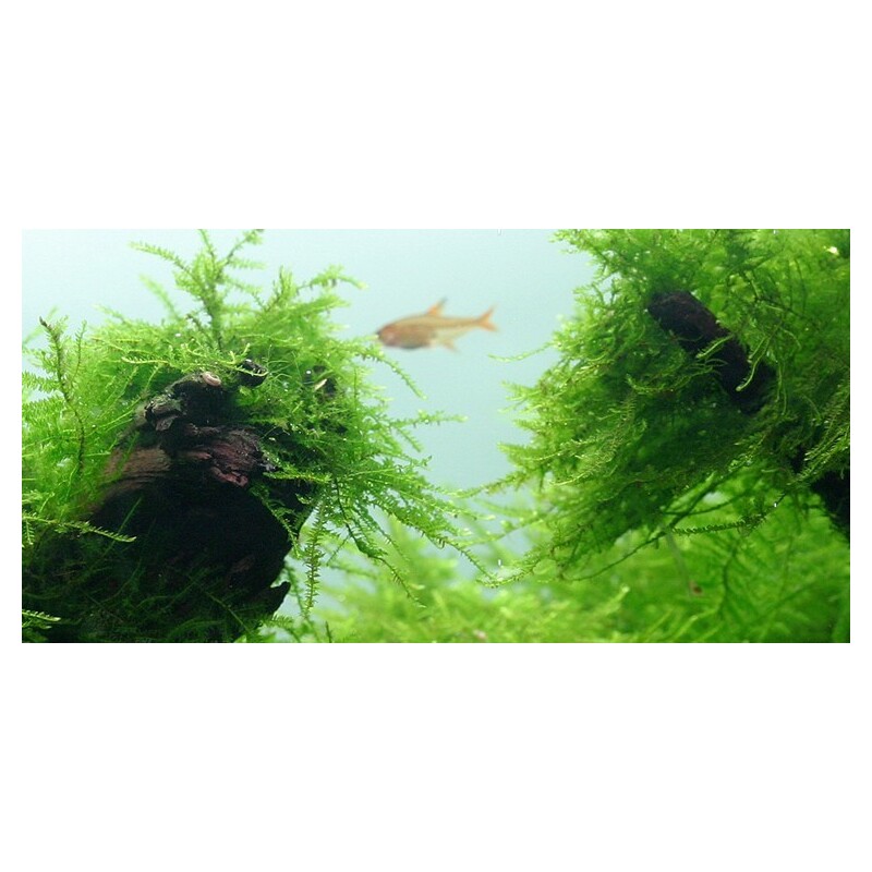 Tropica Taxiphyllum barbieri 1-2 Grow!