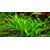 Tropica Sagittaria subulata In-Vitro 1-2 Grow!