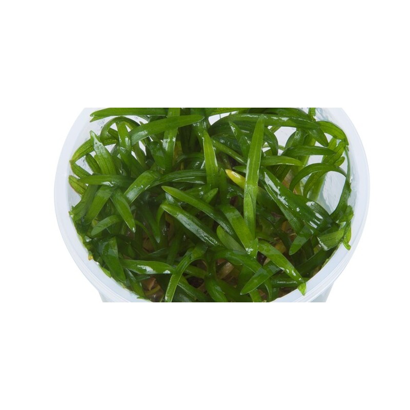 Tropica Sagittaria subulata In-Vitro 1-2 Grow!