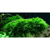 Tropica Vesicularia dubyana 'Christmas' 1-2 Grow!