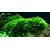Tropica Vesicularia dubyana 'Christmas' 1-2 Grow!
