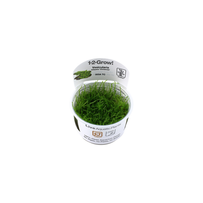 Tropica Vesicularia dubyana 'Christmas' 1-2 Grow!