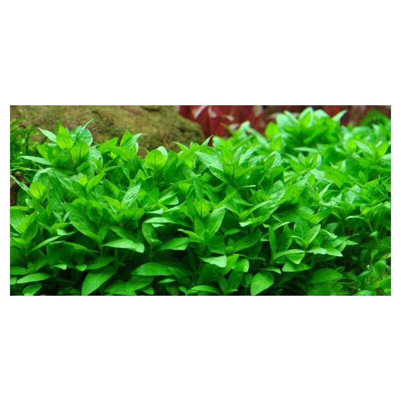 Tropica Staurogyne repens 1-2-Grow!