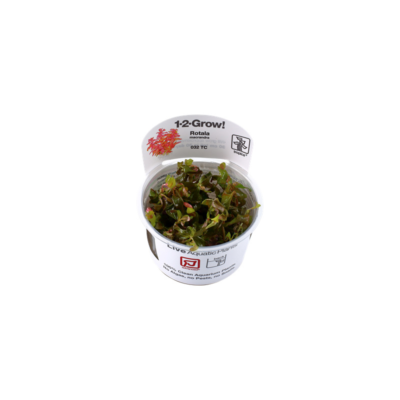 Tropica Rotala macrandra 1-2 Grow!