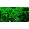 Tropica Vesicularia ferriei Weeping 1-2 Grow!