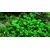 Tropica Marsilea hirsuta 1-2 Grow!