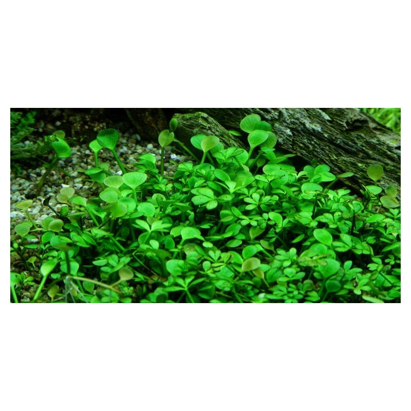 Tropica Marsilea hirsuta 1-2 Grow!